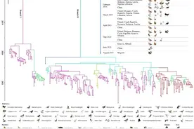 陈化兰院士团队最新研究揭秘为何H5N8虽传入我国但未引起家禽禽流感疫情暴发图片