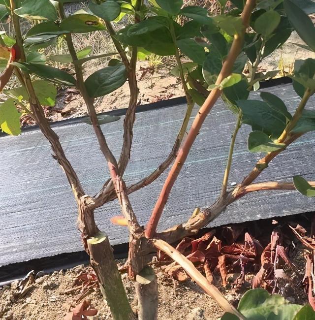 蓝莓的花期管理