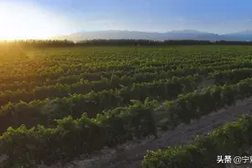 “学史力行——社会主义是干出来的”：14年，他将荒摊变绿洲，酿出甘甜琼浆图片