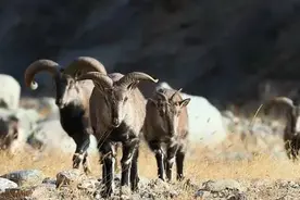 笔记｜战胜狼的岩羊图片