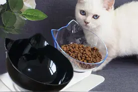 别再让猫咪总低着头吃饭，送它一个猫碗架，还能避免猫碗“打滑”图片
