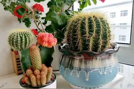 一位资深老阿姨告诉你，50岁以后，女人最正确的活法图片