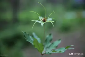 抗癌中草药十四：重楼图片