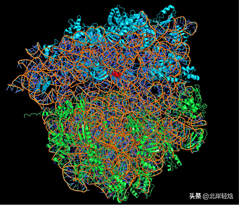 核糖体：揭开生物体内合成蛋白质的奥秘 2009年诺贝尔化学奖介绍