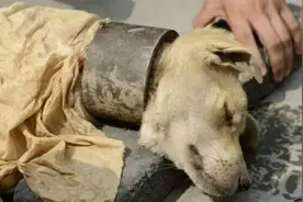 男子在河边发现一条奇怪的狗，看到它脖子上的东西，男子愤怒不已图片