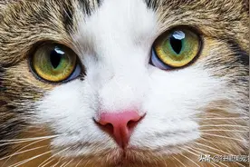 猫咪的眼睛，看似晶莹剔透，但真如我们想象的那般灵动吗？图片