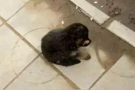 流浪狗坐在路边抽泣，嘴巴被人用针缝了起来，了解情况后心疼了图片