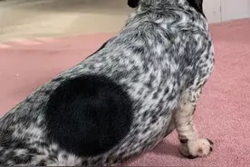 “阴阳脸猫咪”和“黑洞狗”竟然都有，盘点那些奇葩造型的动植物图片