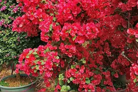 三角梅不开花，变“刺头”，教你2招拔出刺，满枝全是花球图片