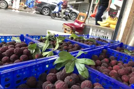 温州杨梅大年！批发商的通宵卖货季来了图片