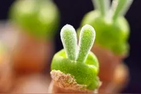 多肉里的十二属，我找到了5个，有萌宠型的，还有霸气十足的图片
