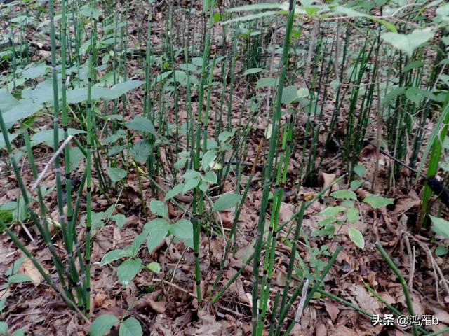 重走抗联路——本溪关门山森林公园鸣翠谷景区抗联秘营