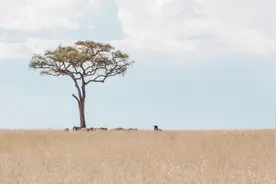 笔记｜假想敌致命图片