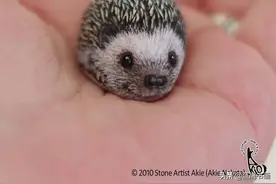 她把石头画成动物，形象生动传神，非常吸引人图片