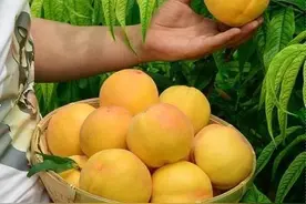 黄桃优质高产栽培技术要点图片