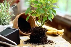 室内盆栽植物移栽和户外植物移栽对比，移栽后如何恢复健康？图片