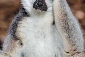 搞笑GIF：这可能就是猴子与人类的区别吧图片