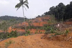 遥远的柬埔寨-我在柬埔寨种榴莲(连载24）图片