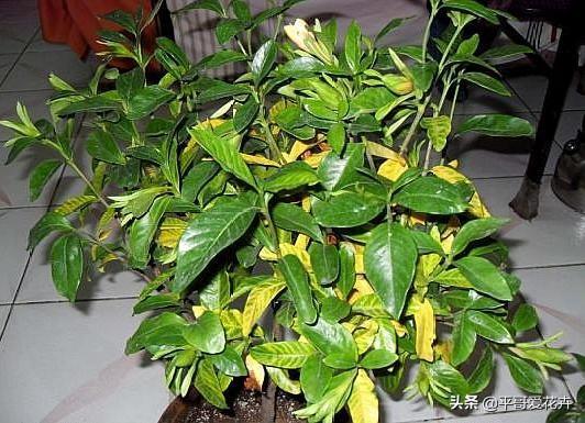 栀子花掉蕾、叶片发黄咋回事？学会这“3点”细节，轻松开花爆盆