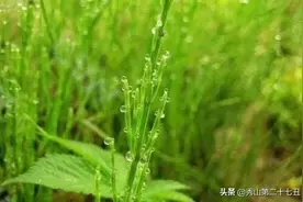 世界上最“贪财”的植物，喜欢靠黄金生长，天然的黄金探测仪图片