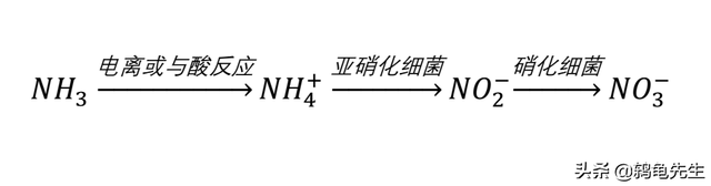 辟谣：水草不能代替硝化细菌处理鱼缸氨氮？其实水草除氨效果更好