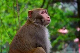 我国医生花费7000万，成功给猴子"换头"，猴子活下来了吗？图片