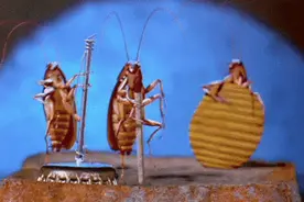 这种活了4亿年的虫子能传染40多种疾病！学3招有效防蟑螂图片