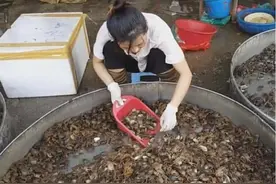 90后女孩街边卖“生螃蟹”8元一盘，每日能卖500盘，顾客都说好吃图片