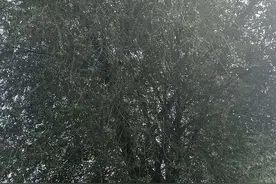 医学小常识一一头痛图片