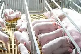 万科养猪：王石向左，郁亮向右图片