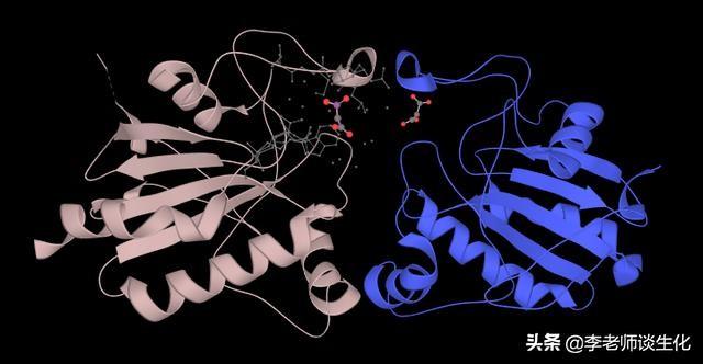肽键的性质和肽的功能