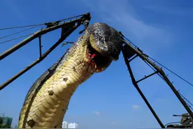 9米长的巨蟒存在吗？图片