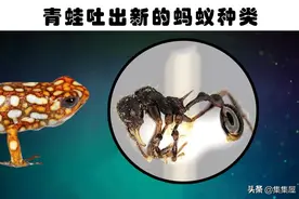 在动物体内发现的10个最奇怪的东西图片