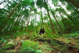 能长到10米的亚马逊森蚺，战力有多强？老虎不是对手图片