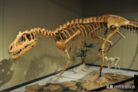 杀手还是萌货？三角洲奔龙的前世今生图片