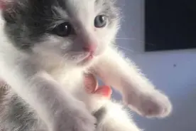 同学带猫上课被抓现行，老师摸了一把，下一秒猫咪走上猫生巅峰图片