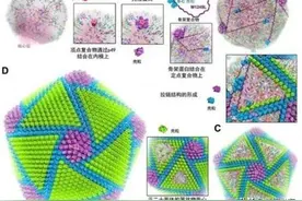 哈兽研参与成果“揭示非洲猪瘟病毒结构及其组装机制”入选中国科学十大进展图片