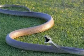 人气最高的毒蛇，黑曼巴蛇有多恐怖？对比国内眼镜王蛇谁更强？图片