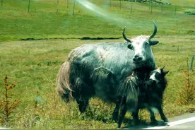 若尔盖－云端天堂之梦幻图片