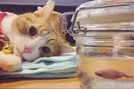 没了，没了，真没了，失去蛋蛋后的猫咪会是啥反应呢？图片
