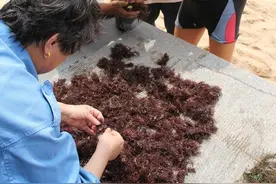 海边礁石上的5种海菜，不认识的把它当海草，那可是胶东人的珍宝图片