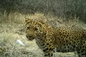 六盘山发现华北豹，不是公路旁遛娃盯着车看，就是泉水边猎食狍子图片