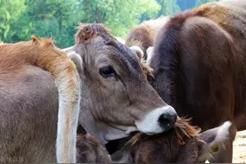 教你学会发酵豆渣 养猪养牛养羊养鸡鸭节省一大笔钱图片