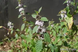 10种薄荷大汇总，我相信你认不全图片