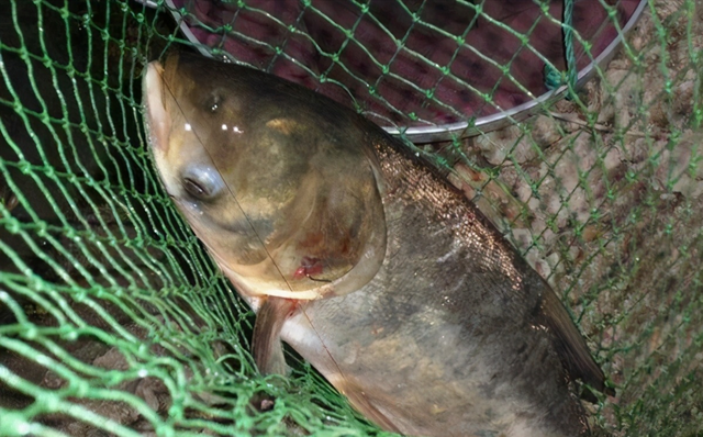 夜钓鲢鳙晚上什么时候最佳时间（夜钓鲢鳙做到这几点）
