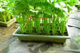 盆栽芹菜，4个“小窍门”，长得又绿又肥，四季吃不断图片
