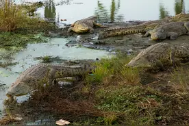 乌干达嗜血巨鳄曾咬死80人，村民用恐怖分子名字称呼它；被捕后送到鳄鱼养殖场，繁殖小鳄鱼图片