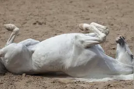 马为什么每天站着睡觉，它们不累吗？图片