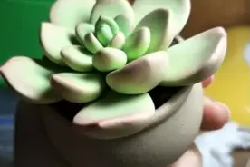 手工DIY彩泥粘土多肉植物盆栽制作教程分享图片