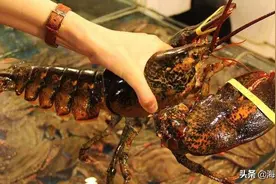 教你龙虾取肉的简单快捷方法，一把刀就能解决图片